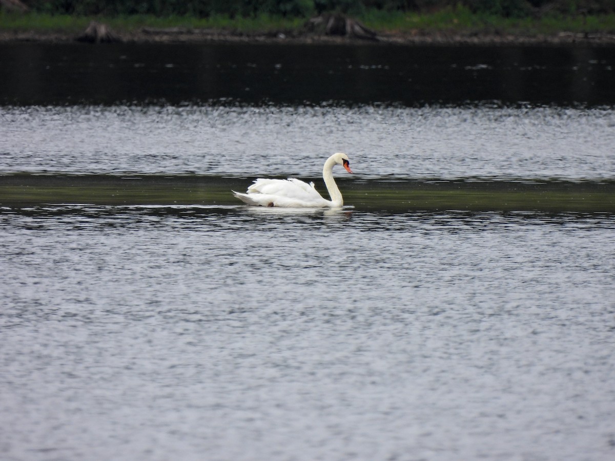 Cygne tuberculé - ML481442831