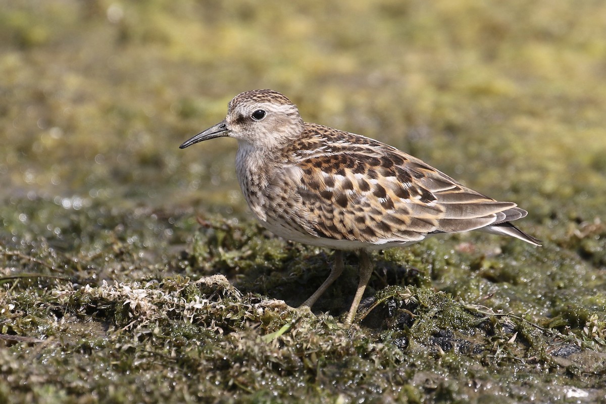 Least Sandpiper - ML481443001