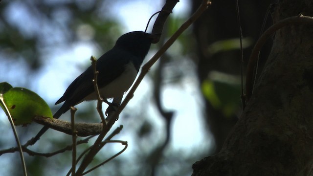 Leaden Flycatcher - ML481444