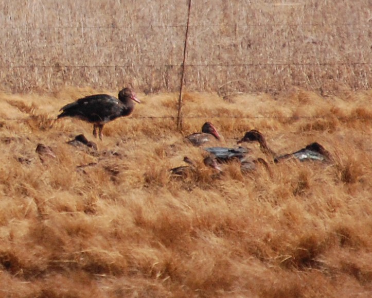 Spur-winged Goose - ML481444871