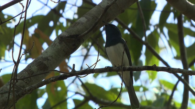 Leaden Flycatcher - ML481445