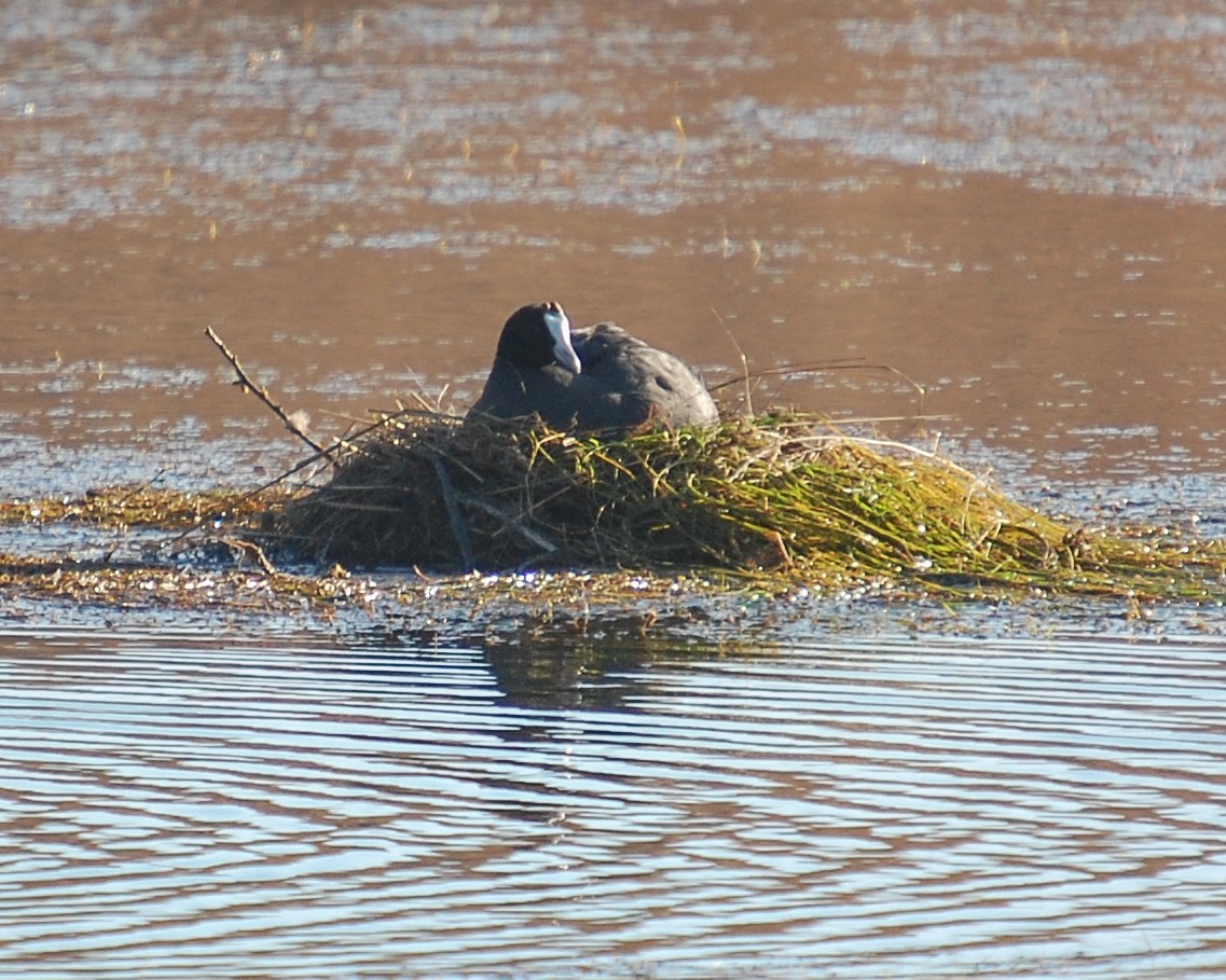 Red-knobbed Coot - ML481445021