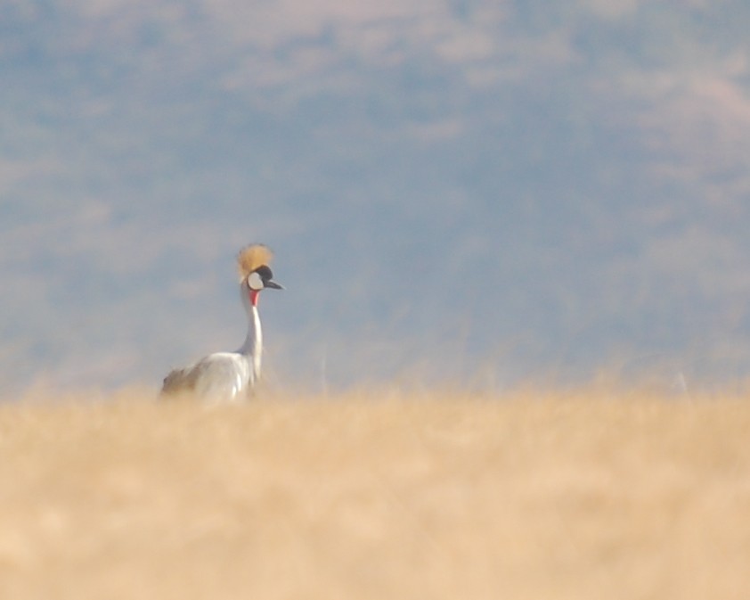 Gray Crowned-Crane - ML481445061