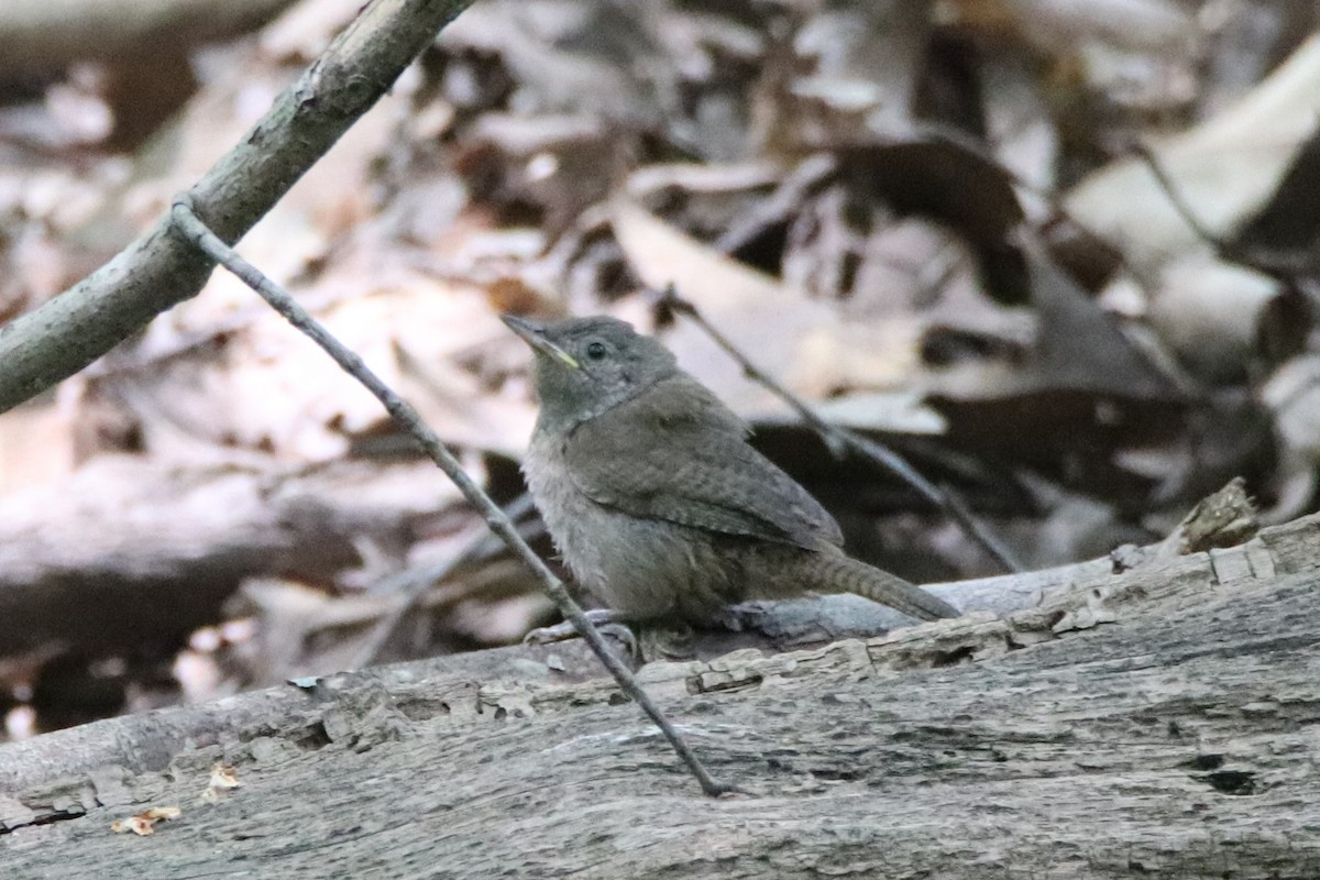 House Wren - ML481445221