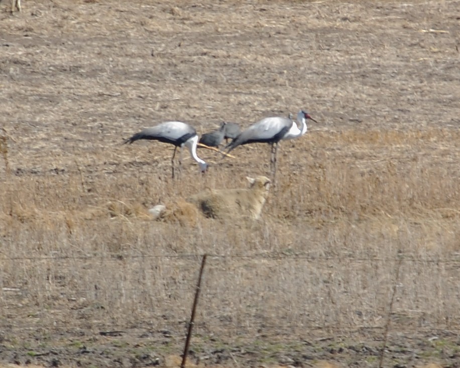 Wattled Crane - ML481445301