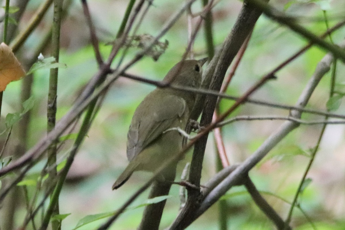 Common Yellowthroat - ML481445501