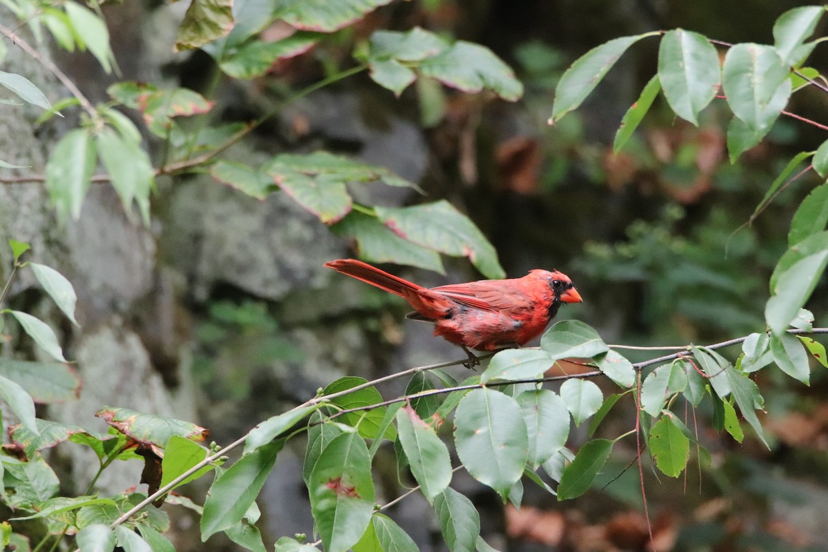 Cardinal rouge - ML481445521