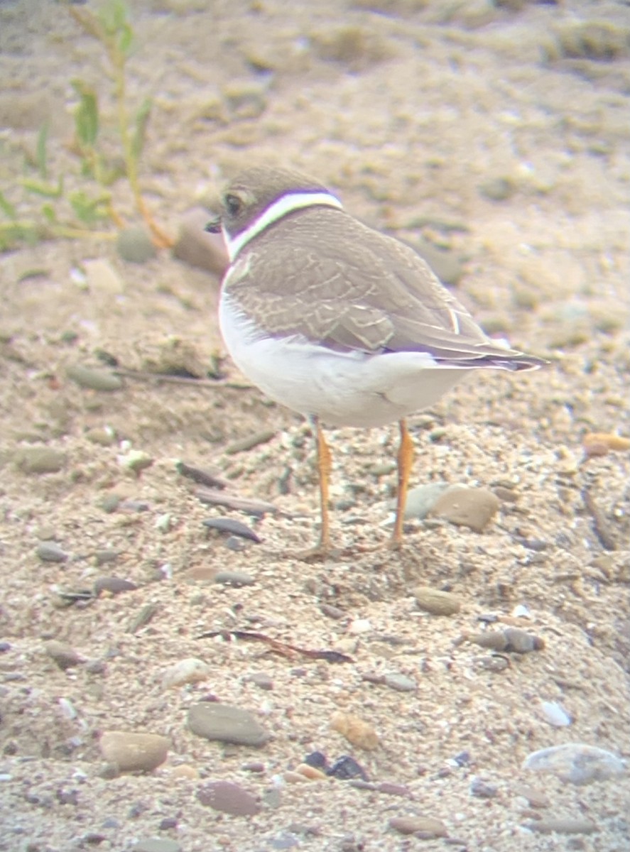 Semipalmated Plover - Devin Banning