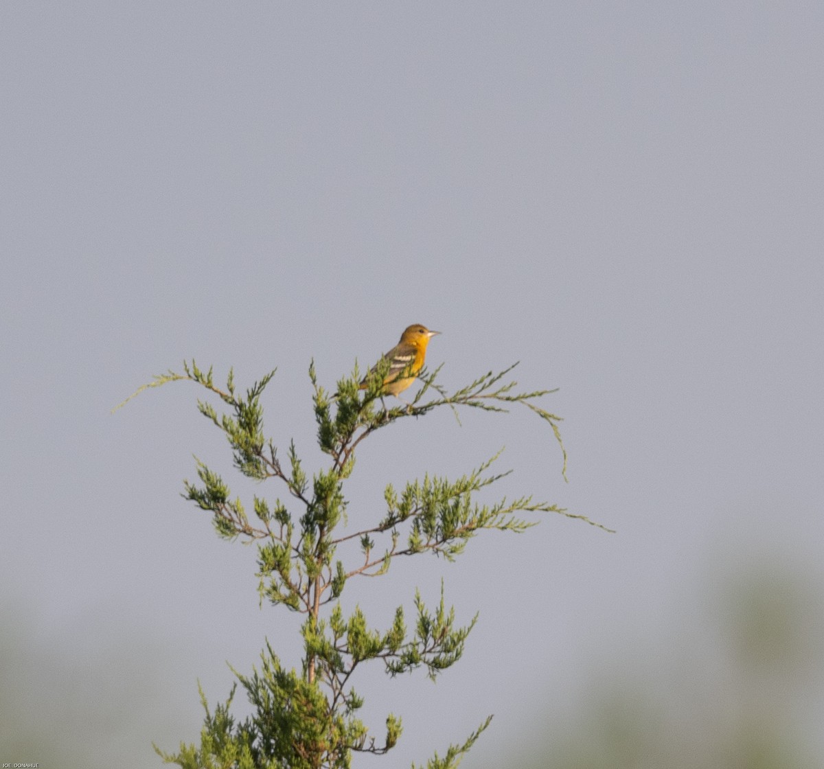 Oriole de Baltimore - ML481445881