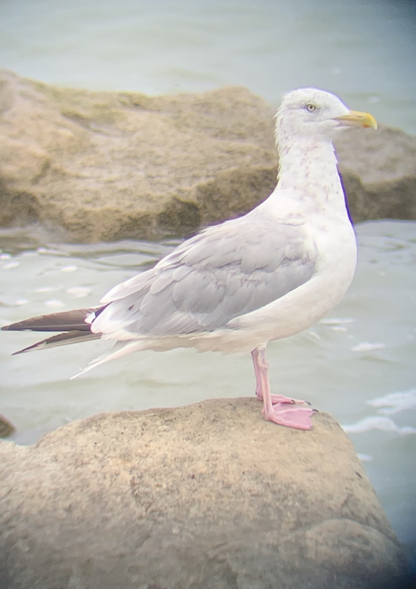 Herring Gull - ML481445901