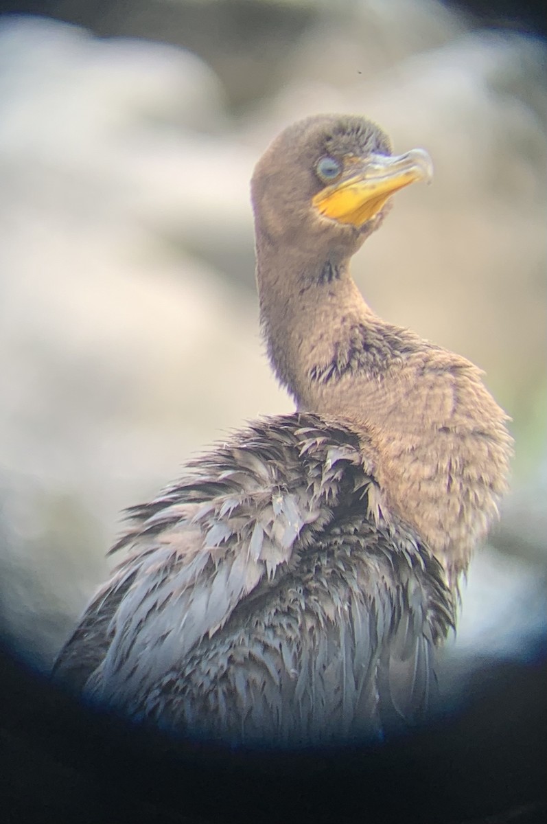 Double-crested Cormorant - Devin Banning