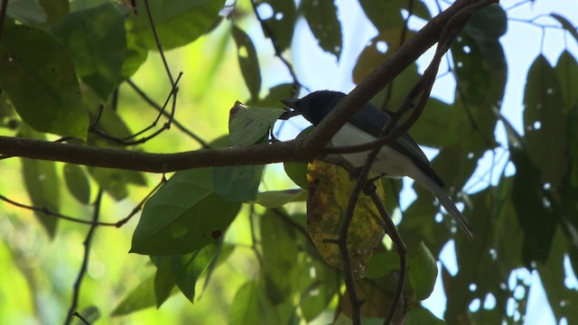 Leaden Flycatcher - ML481446