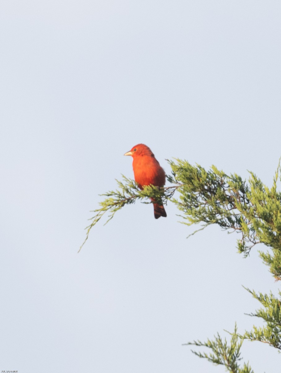 Summer Tanager - ML481446011