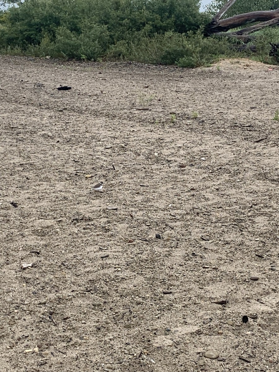 Semipalmated Plover - ML481446111