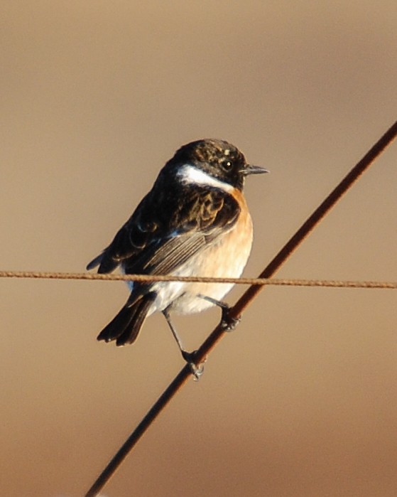 African Stonechat - ML481446221
