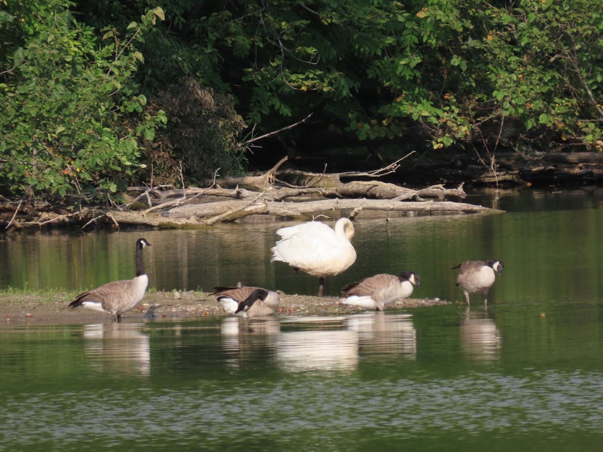 Canada Goose - ML481446431