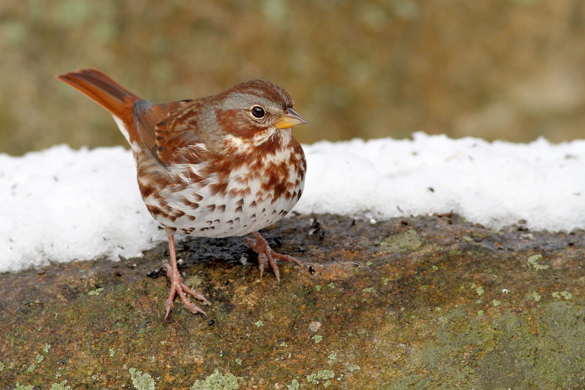 Fox Sparrow (Red) - ML48144661