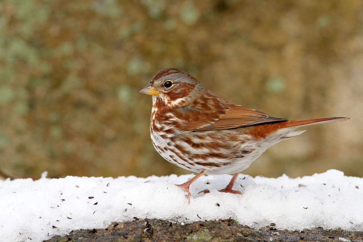 Fox Sparrow (Red) - Evan Lipton