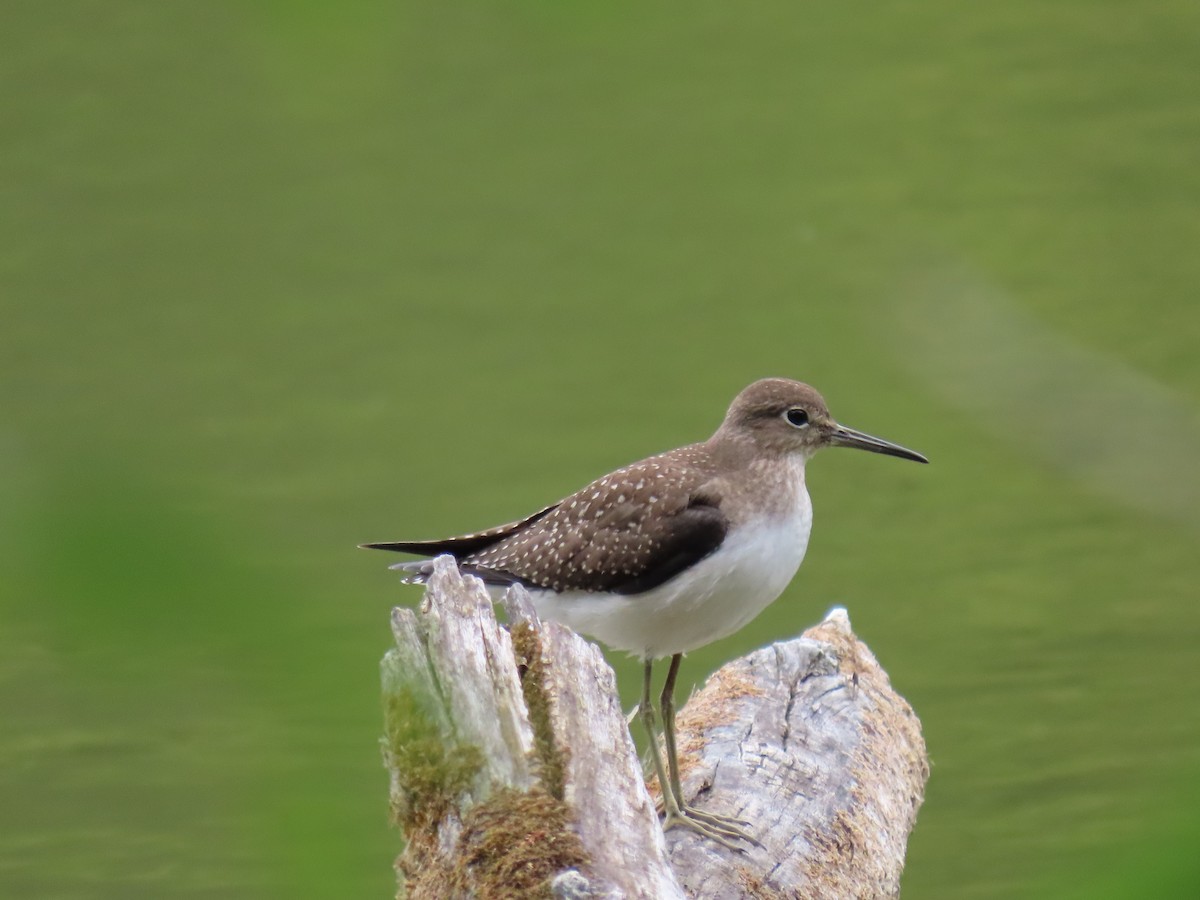 Solitary Sandpiper - Lydia Nelson