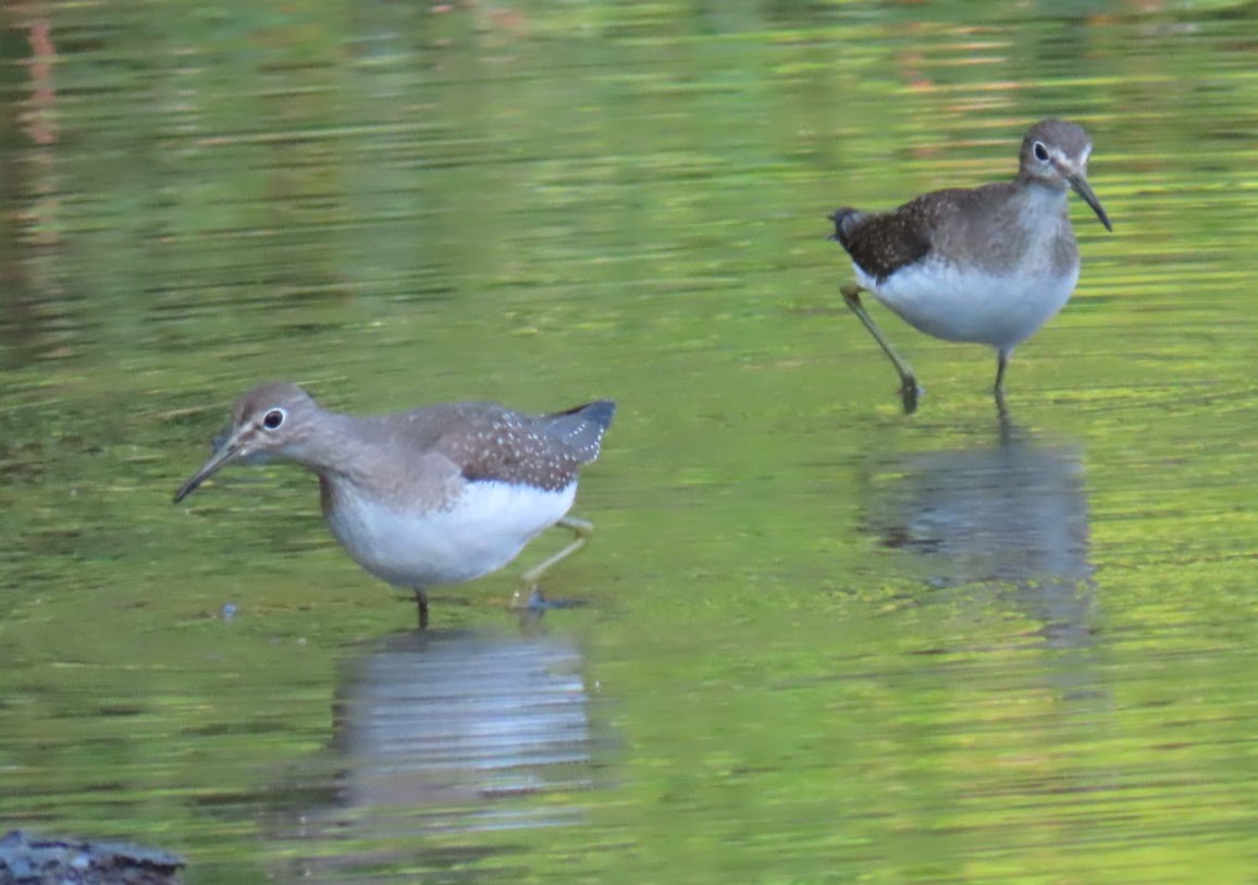 Solitary Sandpiper - ML481446801