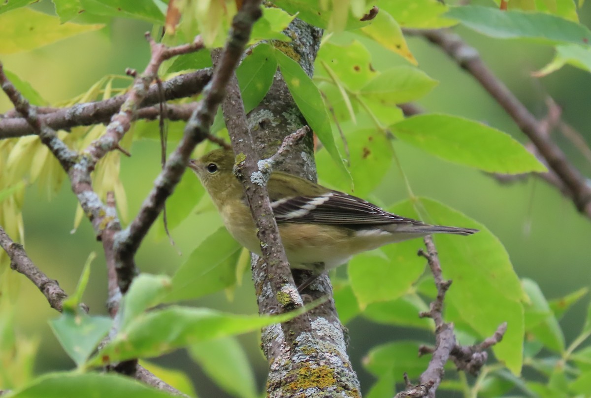 Bay-breasted Warbler - ML481446941