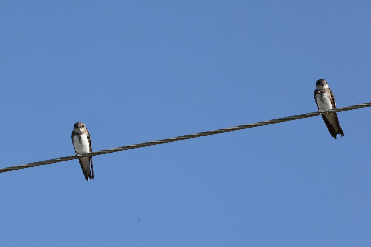 Bank Swallow - ML481447341