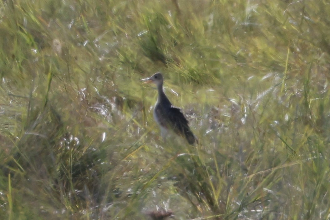 Upland Sandpiper - ML481447451