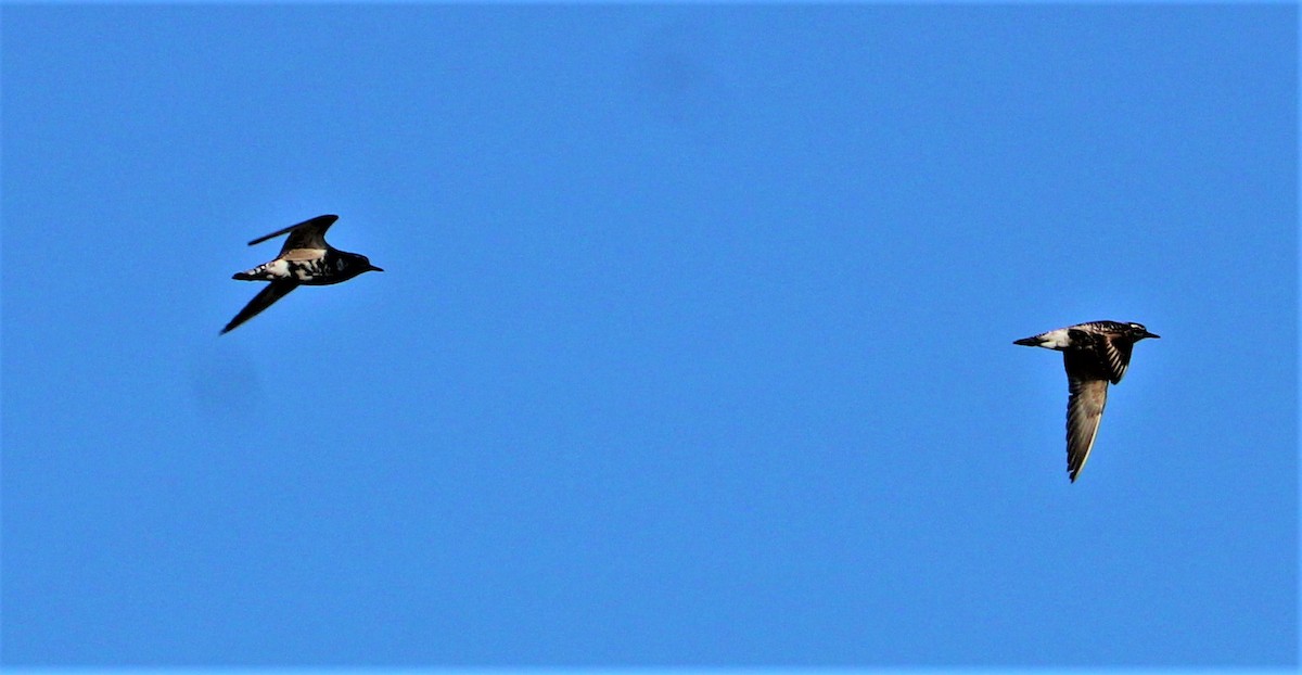 Black-bellied Plover - ML481447701