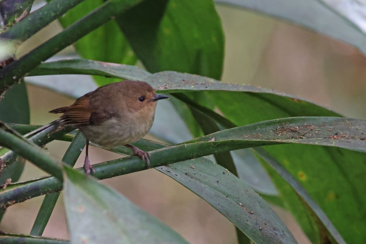 Papuan Scrubwren - ML481447771