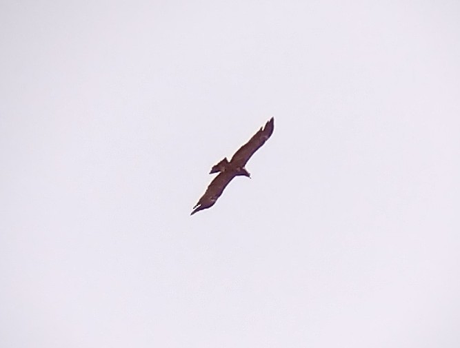 Lesser/Greater Spotted Eagle - Lars Mannzen