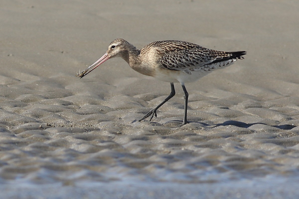 Bar-tailed Godwit - Grzegorz Burkowski