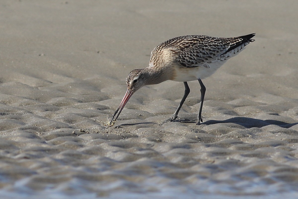 Bar-tailed Godwit - Grzegorz Burkowski