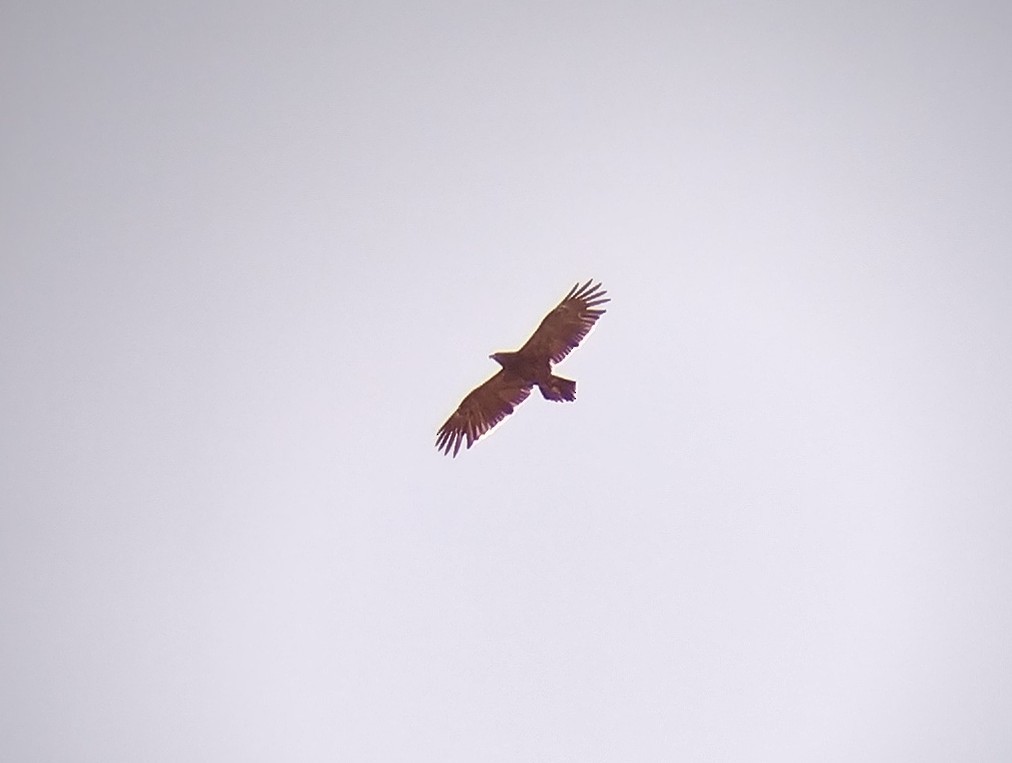 Lesser/Greater Spotted Eagle - Lars Mannzen