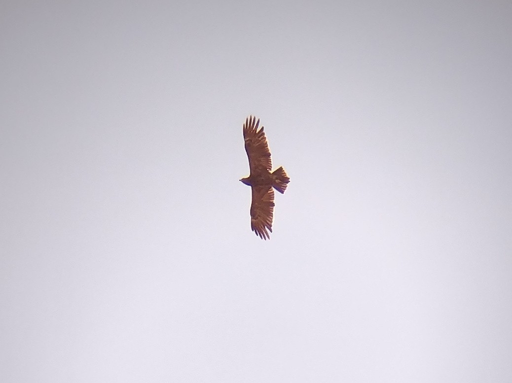 Lesser/Greater Spotted Eagle - ML481448681