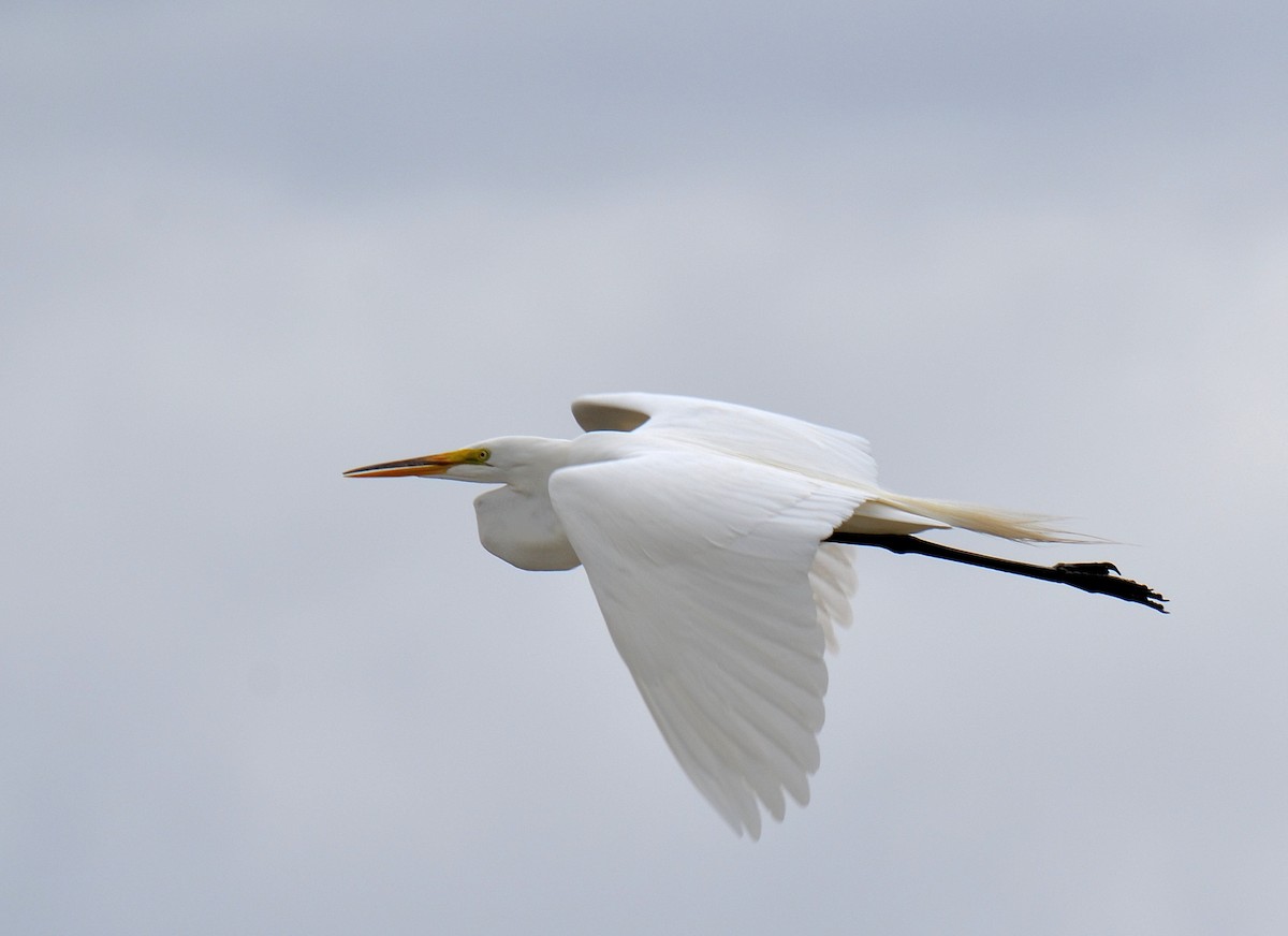 Great Egret - ML48144891