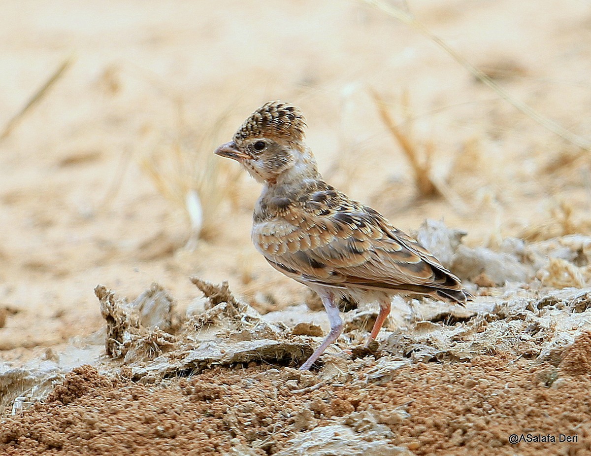 Chestnut-backed Sparrow-Lark - Fanis Theofanopoulos (ASalafa Deri)