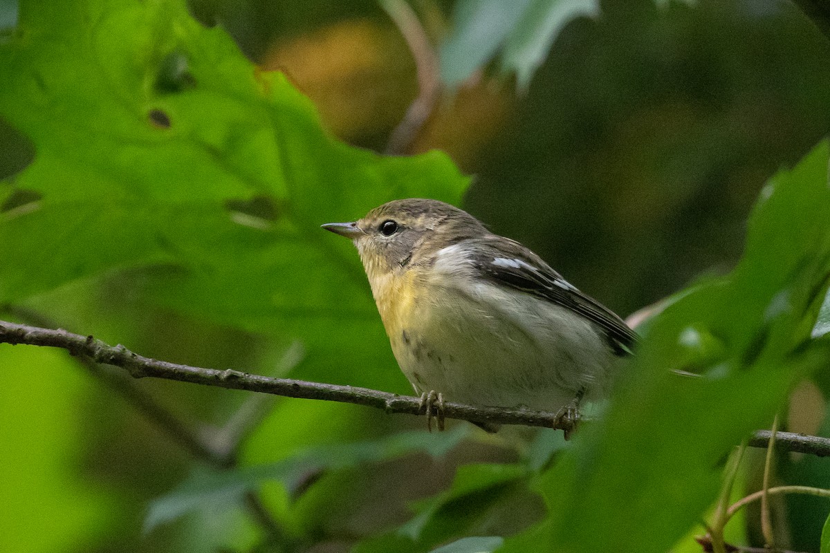 Blackburnian Warbler - Anthony Glenesk