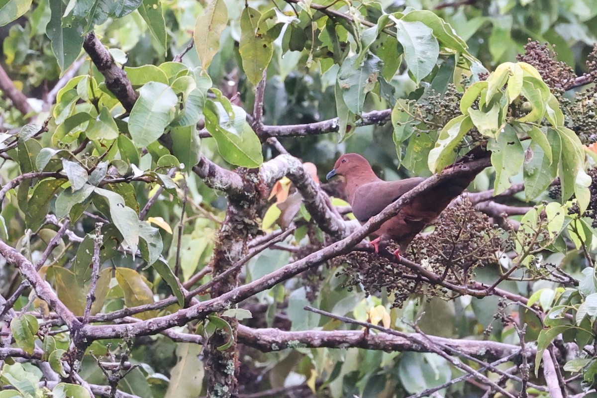 Black-billed Cuckoo-Dove - ML481449851