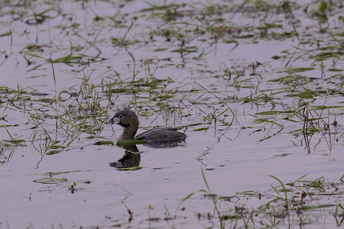 Pied-billed Grebe - ML481450811