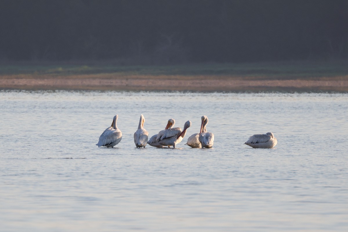 American White Pelican - Brent Cox