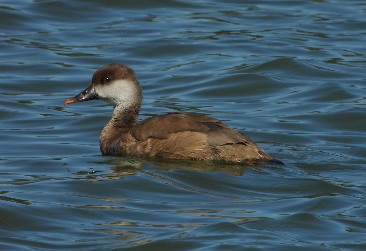 Red-crested Pochard - ML481451871