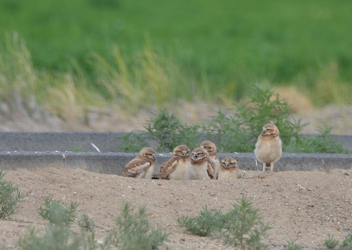 Burrowing Owl - Carol Riddell