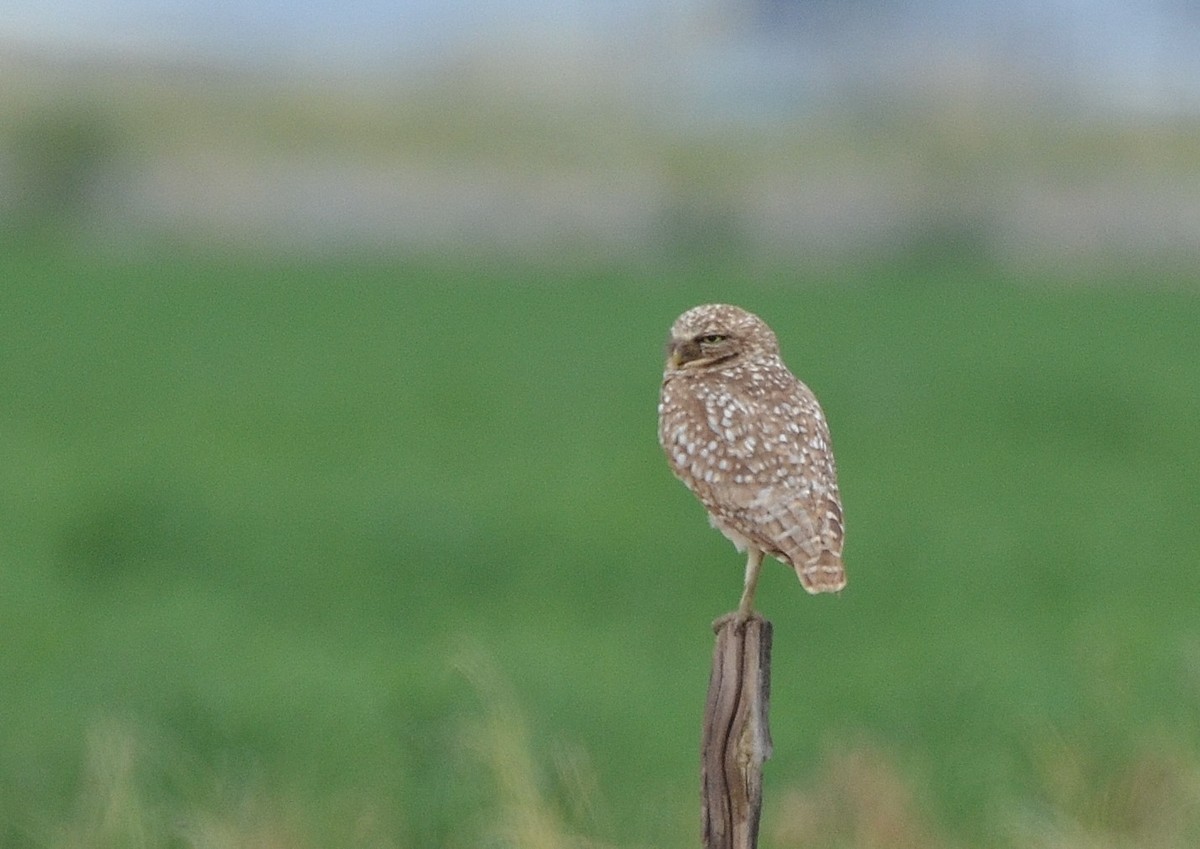 Burrowing Owl - ML48145271