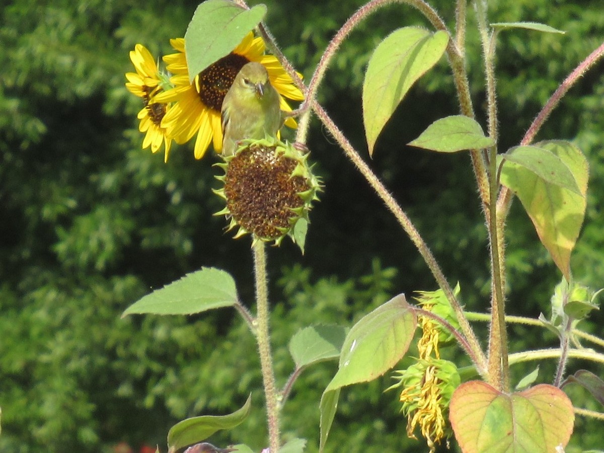 American Goldfinch - ML481454151