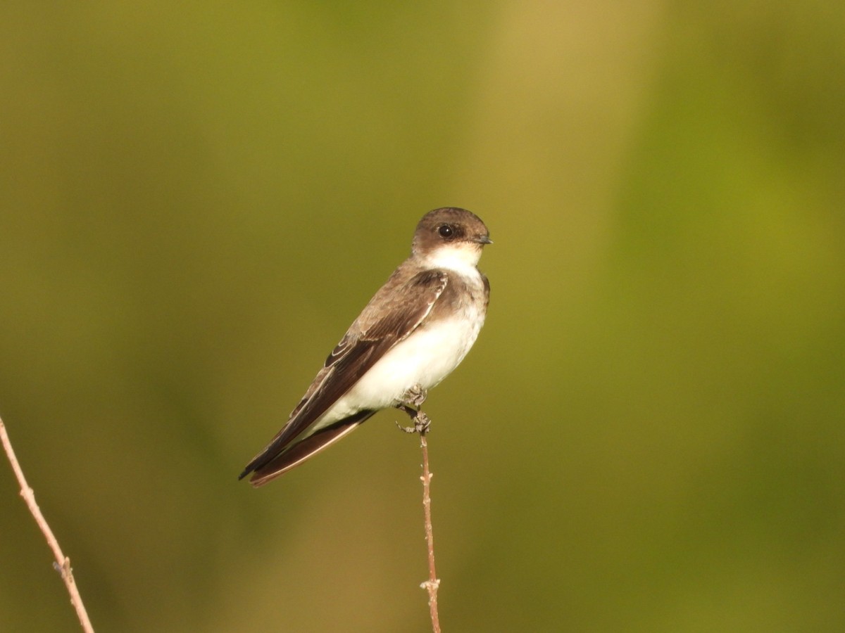 Эргийн хараацай - ML481454711