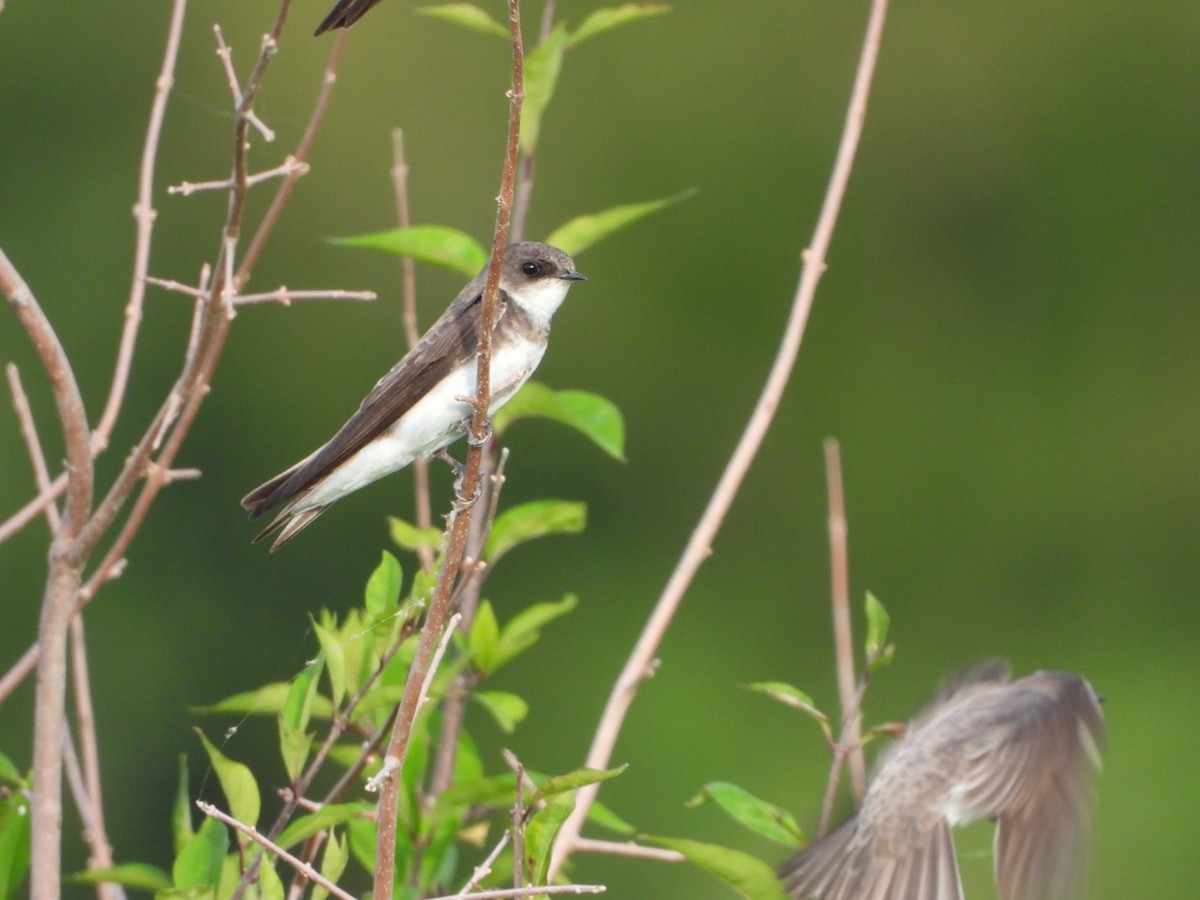 sandsvale - ML481454721