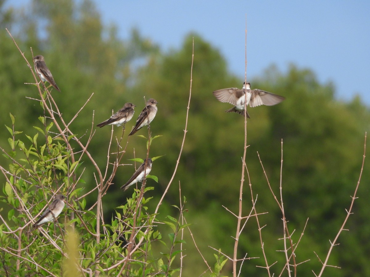 sandsvale - ML481454731