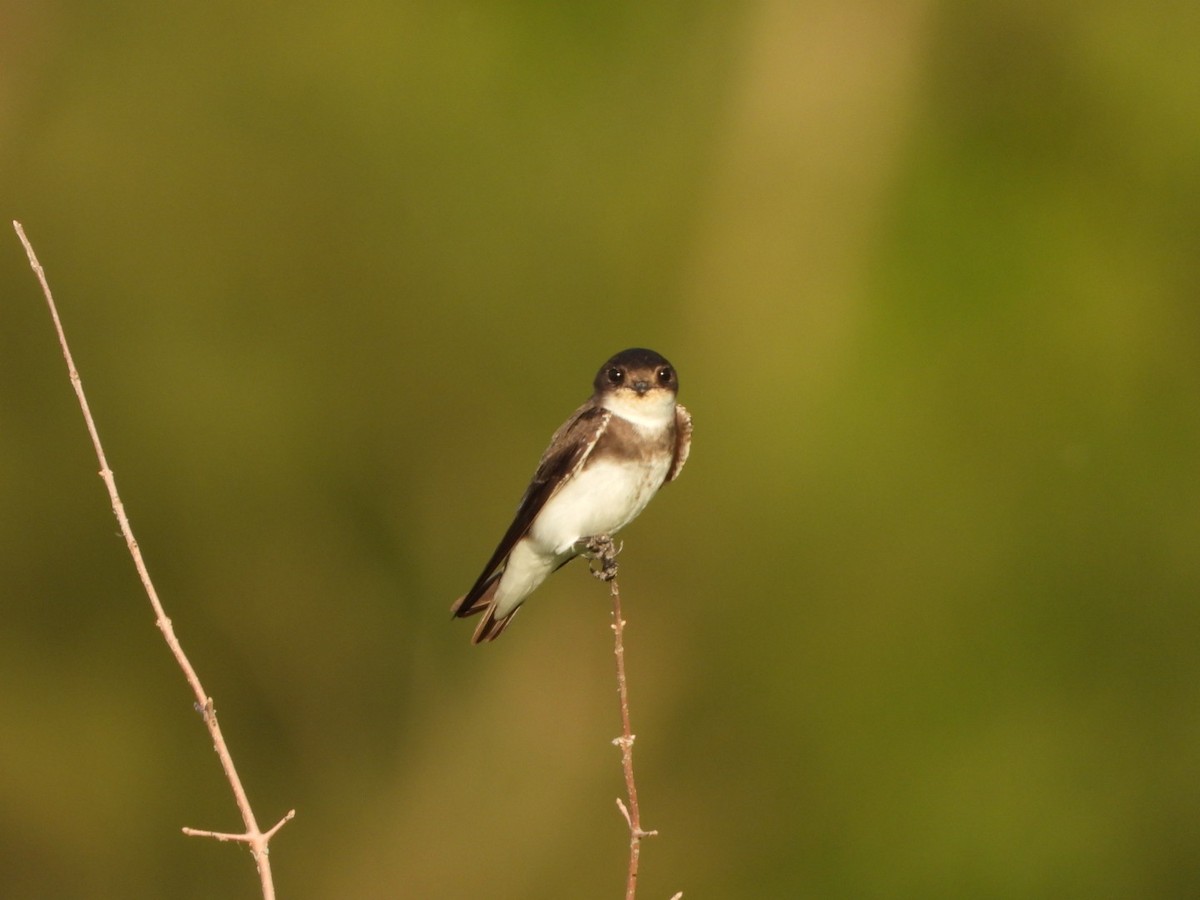 sandsvale - ML481454741