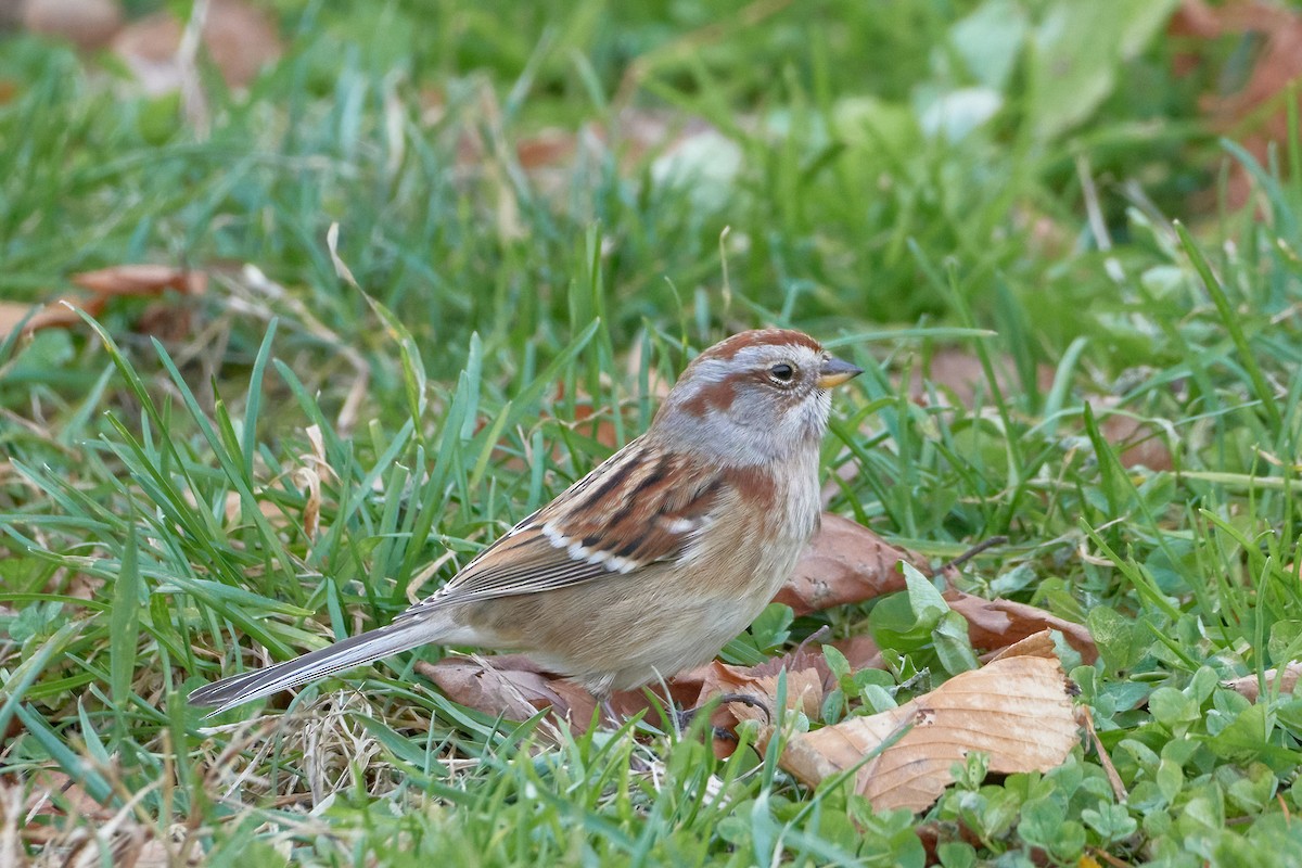 American Tree Sparrow - ML481456331