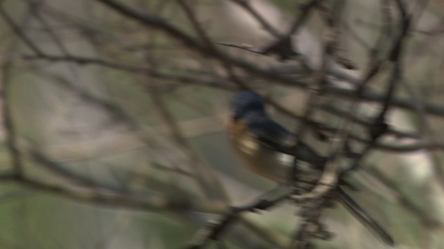 Leaden Flycatcher - ML481457